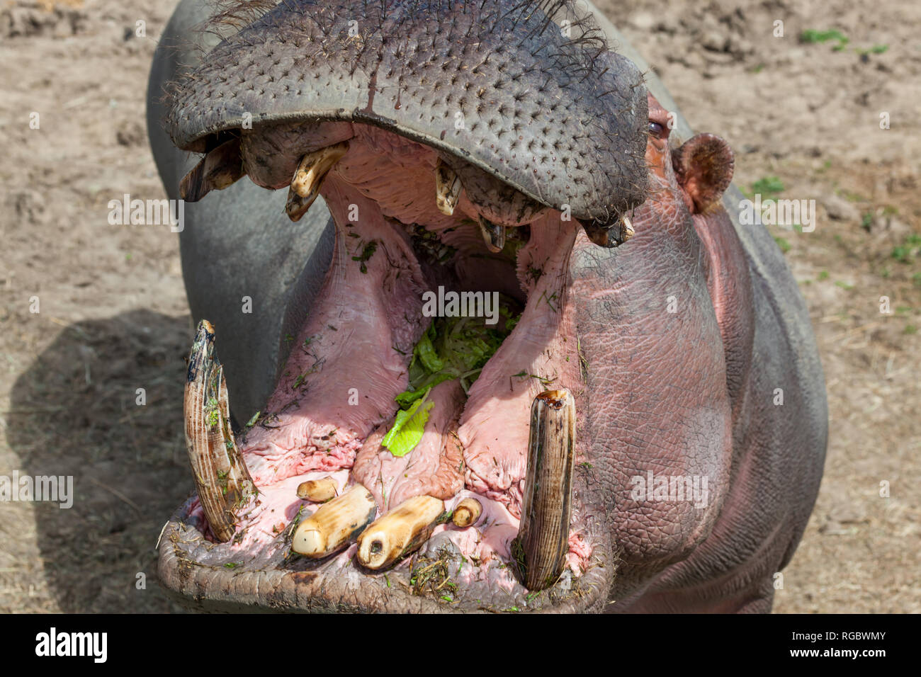 A large hippopotamus with its mouth open showing its teeth and tusks  waiting for more treats Stock Photo - Alamy