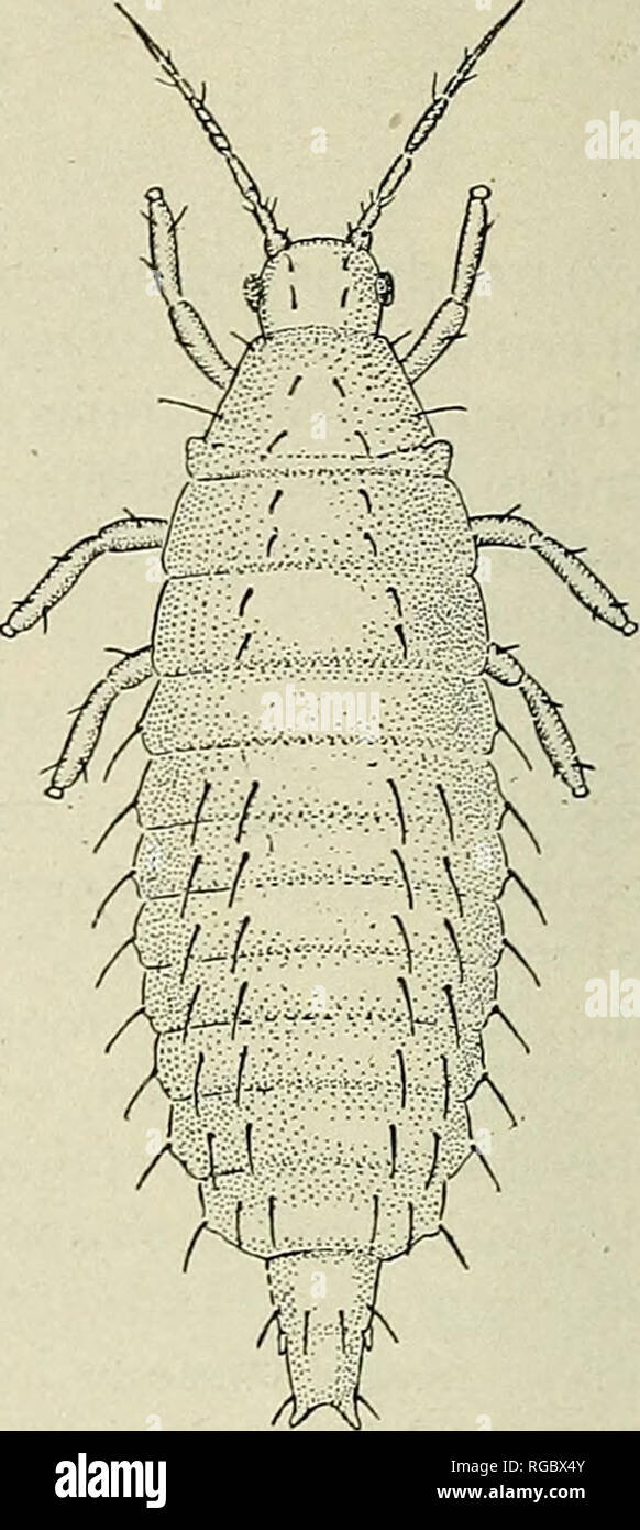 . Bulletin of the U.S. Department of Agriculture. Agriculture; Agriculture. Fig. 3.—Newly-hatched nymph of sugar-beet thrips. Enlarged about 160 diameters. (Original.) Fig. 4.—Second-stage nymph of sugar-beet thrips. Enlarged about 40diameters. (Original.) width of mesothorax 0.299 mm. The wing pads reach to the third abdominal seg- ment. Length of wing pads from the base to the tip 0.299 mm.; the hind pair the longest. Abdomen fusiform, tapering slightly anteriorly; the last two segments are much narrower than the rest, and bear on their posterior margins two large obtuse spines, which extend Stock Photo