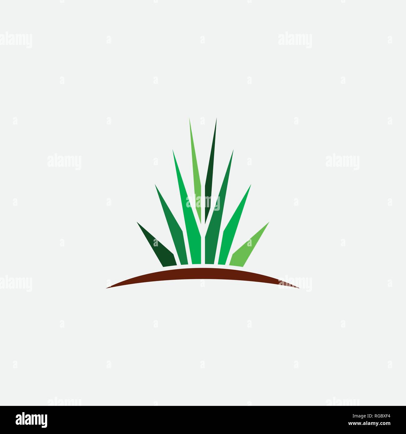 Aloe Plant Near Me