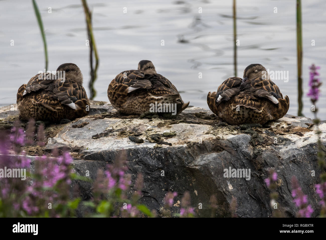 3 female Mallard ducks sleeping on a rock at the waters edge. Stock Photo