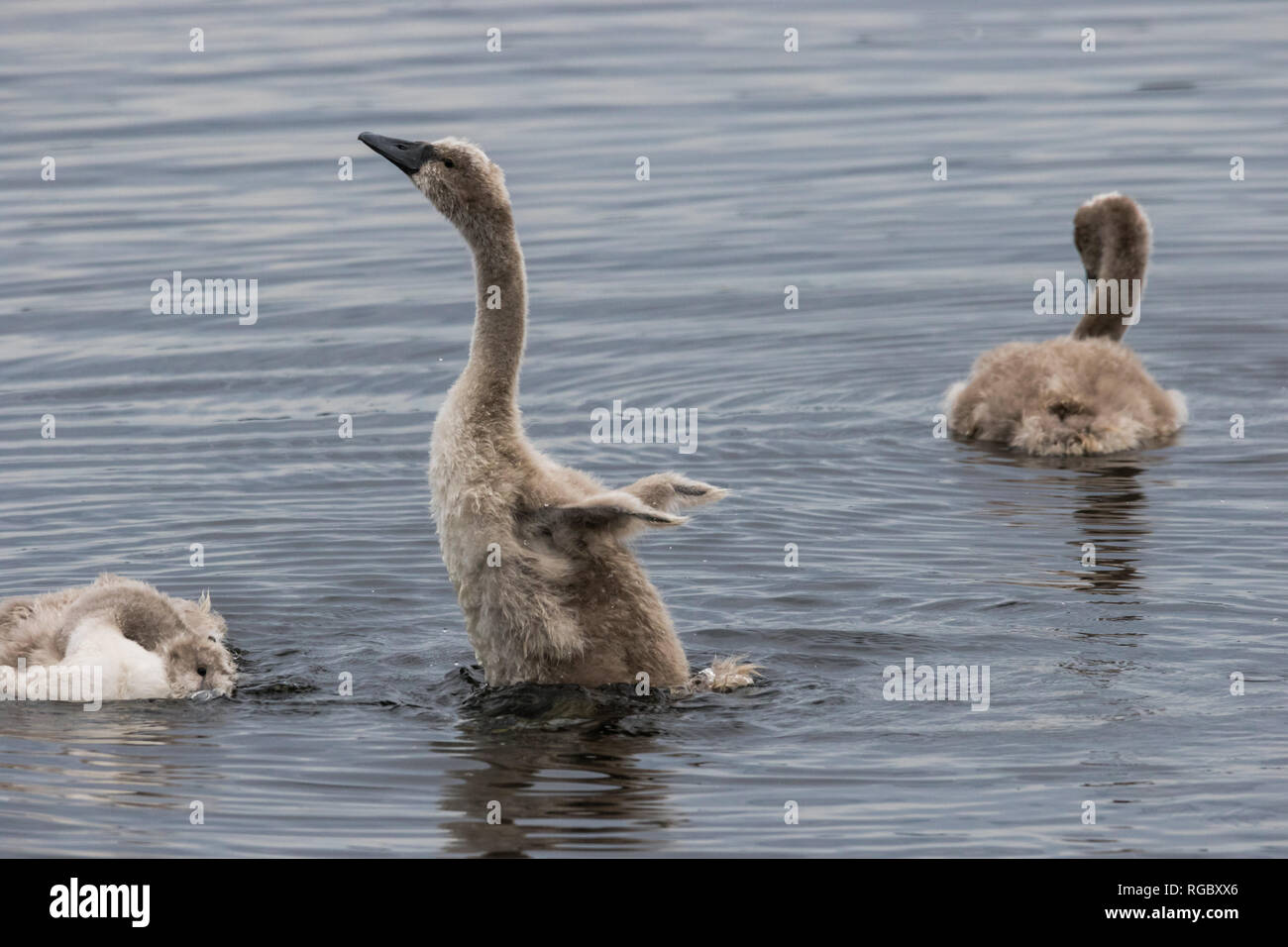 Young Mute Swan cygnet stretches and flaps underdeveloped wings. Stock Photo