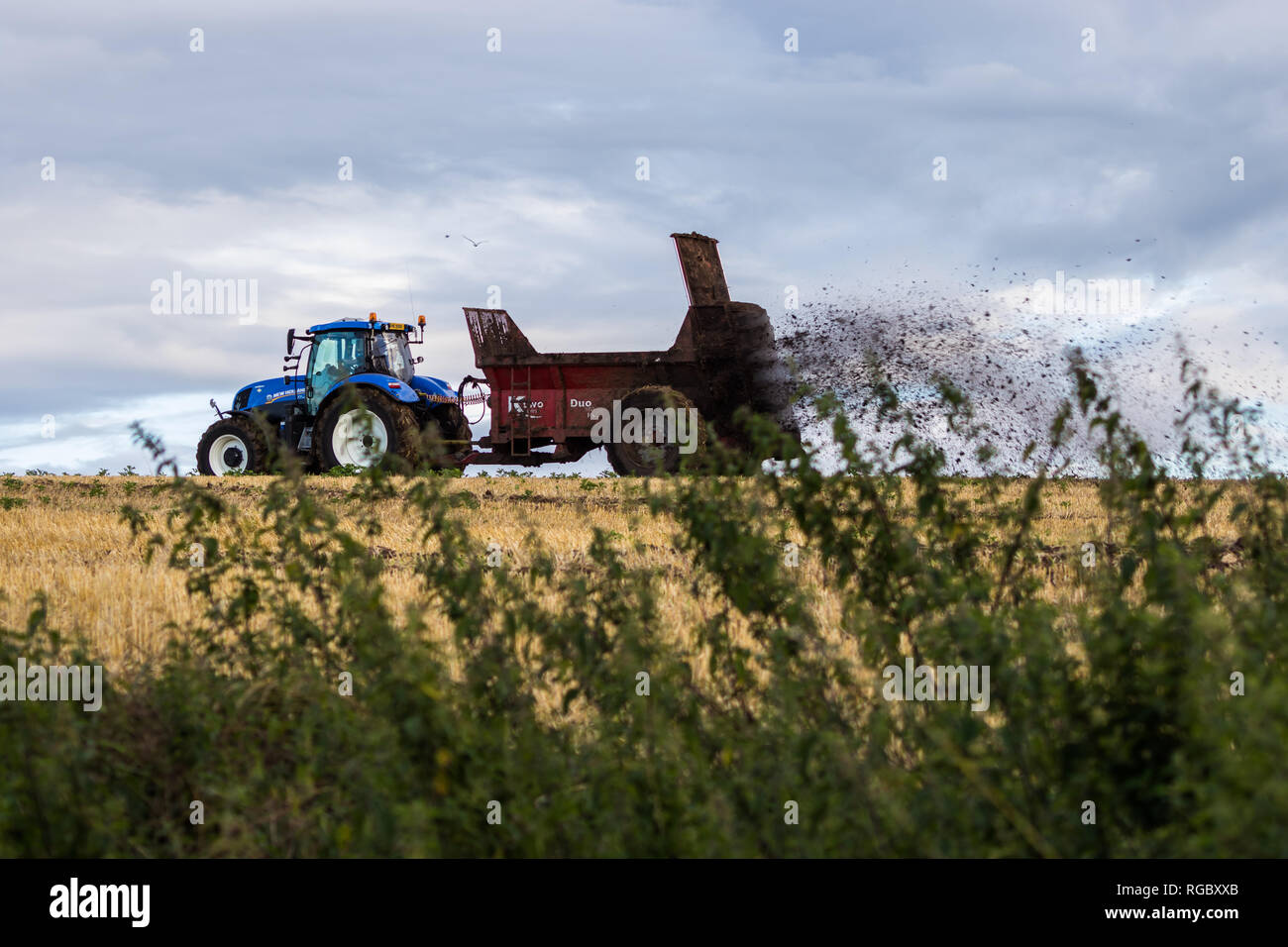 Tractor pulling a trailer working in a field, Lisburn, N.Ireland. Stock Photo
