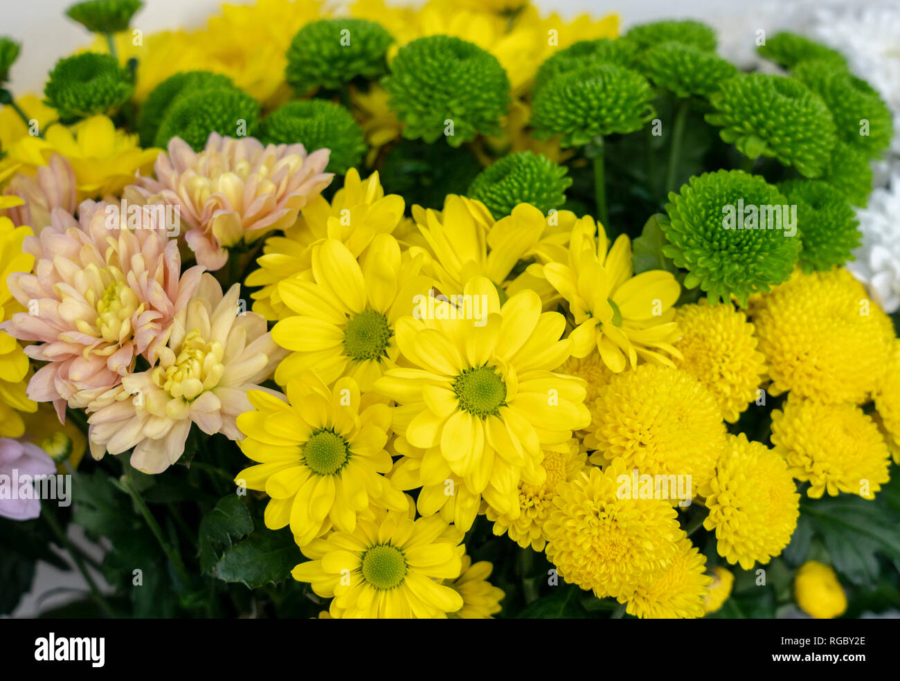 Flowers of different plant species hi-res stock photography and images ...