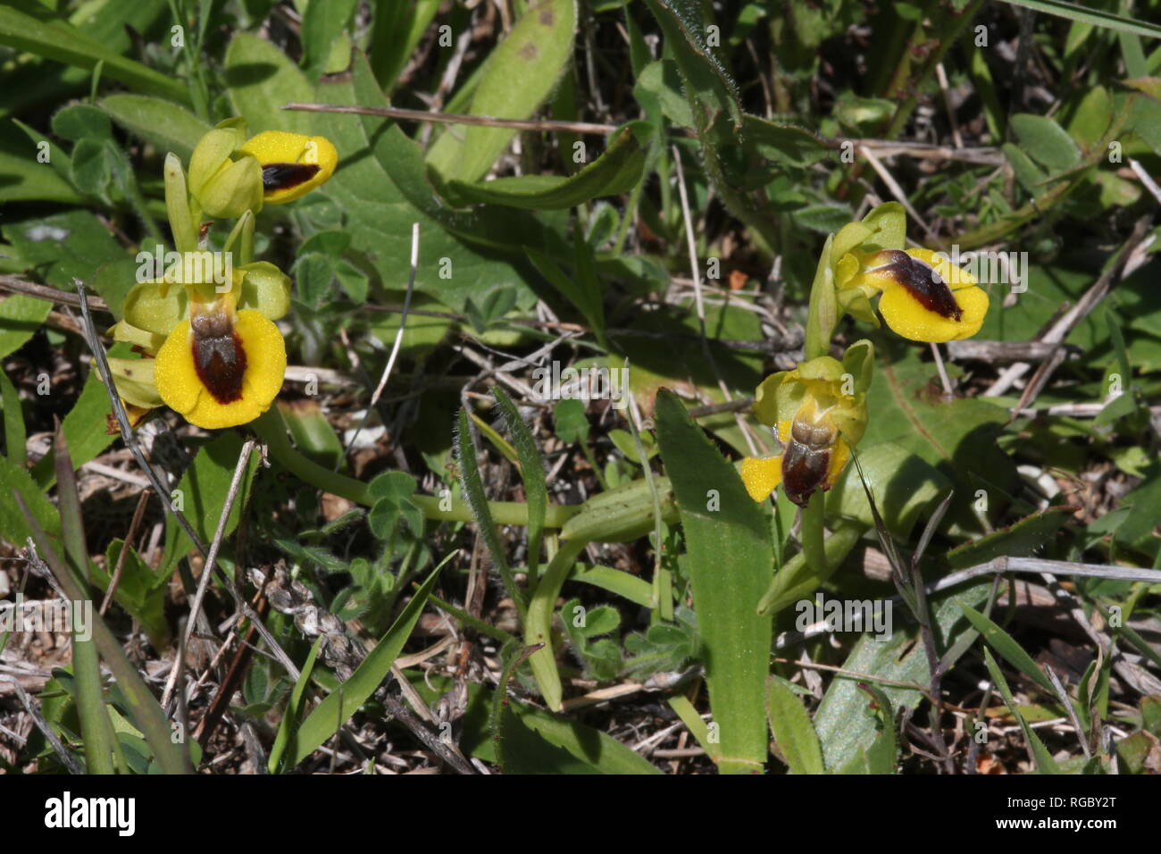 Yellow Bee-orchid (Ophrys lutea) at Boca do Rio near Salema on the Algarve coast, Portugal Stock Photo