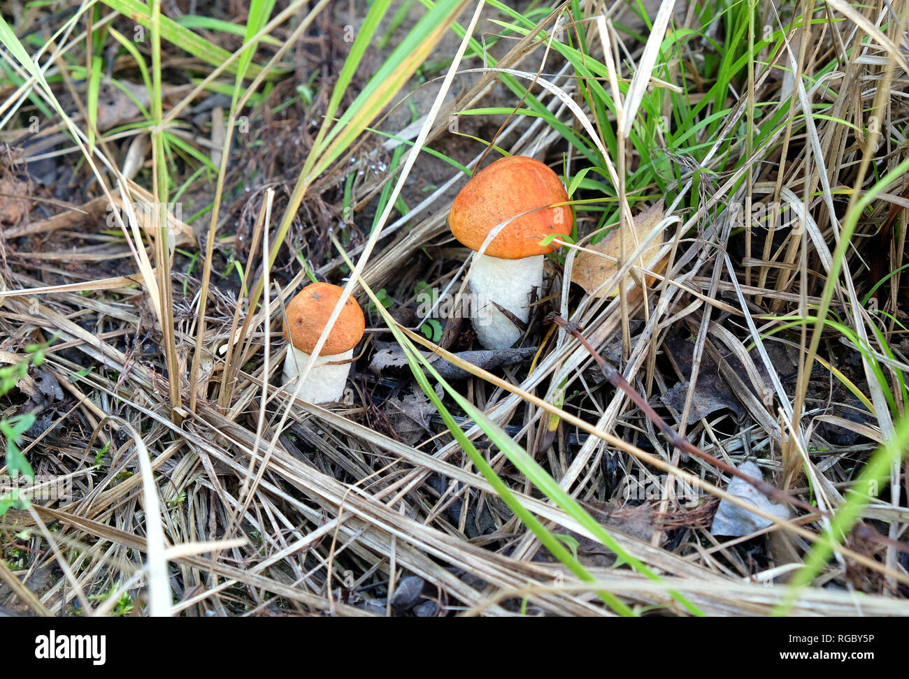 Two small edible orange-cap boletus growing together in the grass on a sunny autumn day front view horizontal Stock Photo
