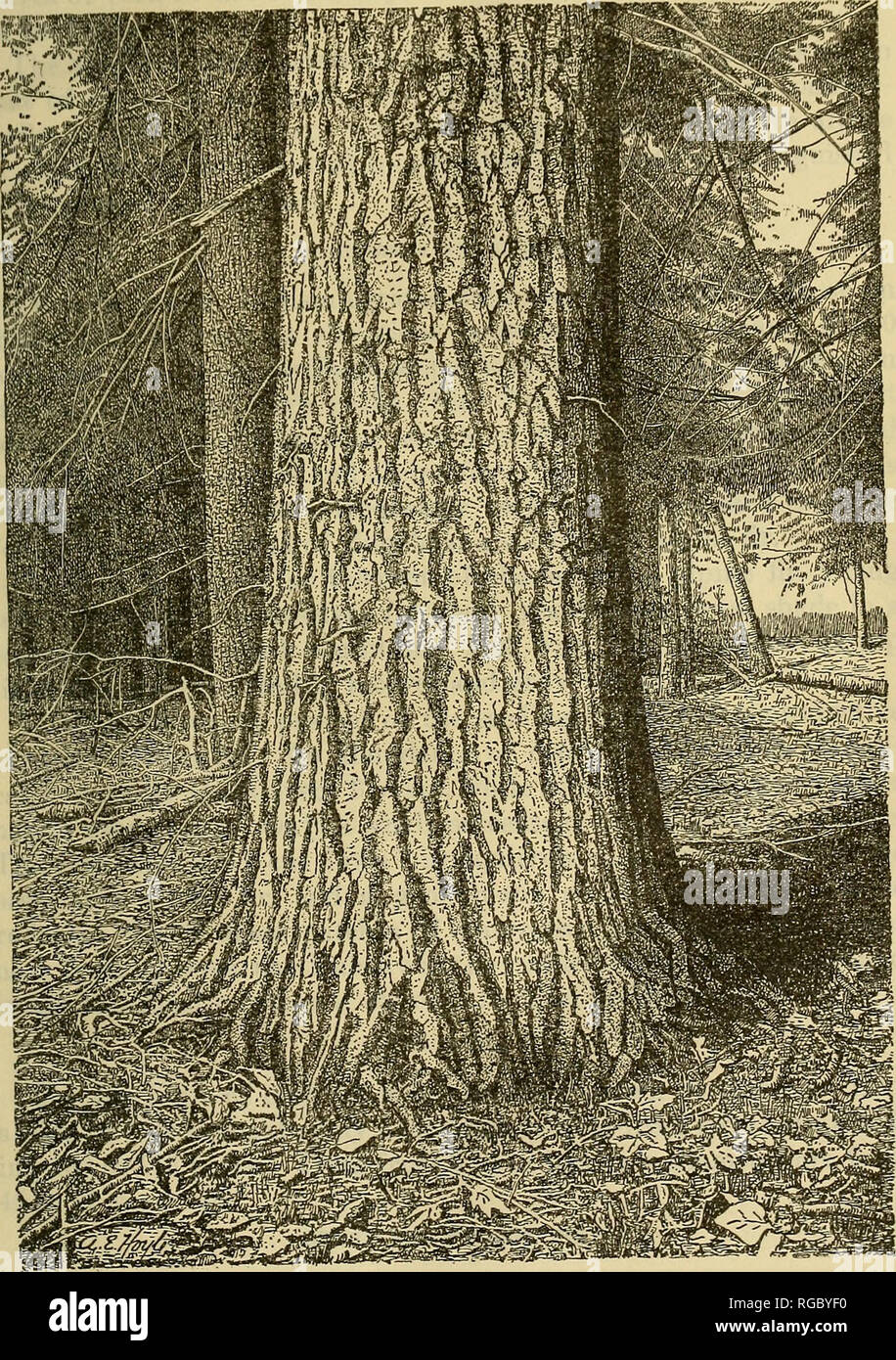 . Bulletin of the U.S. Department of Agriculture. Agriculture; Agriculture. Bui. 327, U. S. Dept. of Agriculture. Plate XVIII.. Abies grandis: Typical Bark of Trunk.. Please note that these images are extracted from scanned page images that may have been digitally enhanced for readability - coloration and appearance of these illustrations may not perfectly resemble the original work.. United States. Dept. of Agriculture. [Washington, D. C. ?] : The Dept. : Supt. of Docs. , G. P. O. Stock Photo