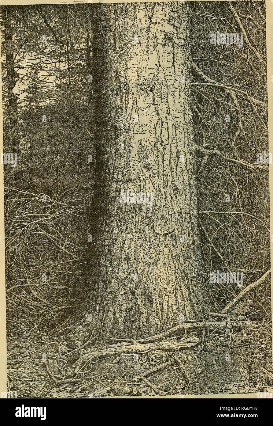 . Bulletin of the U.S. Department of Agriculture. Agriculture; Agriculture. Bui. 327, U. S. Dept. of Agriculture. Plate XIII.. Abies lasiocarpa: Typical Bark of Mature Tree.. Please note that these images are extracted from scanned page images that may have been digitally enhanced for readability - coloration and appearance of these illustrations may not perfectly resemble the original work.. United States. Dept. of Agriculture. [Washington, D. C. ?] : The Dept. : Supt. of Docs. , G. P. O. Stock Photo