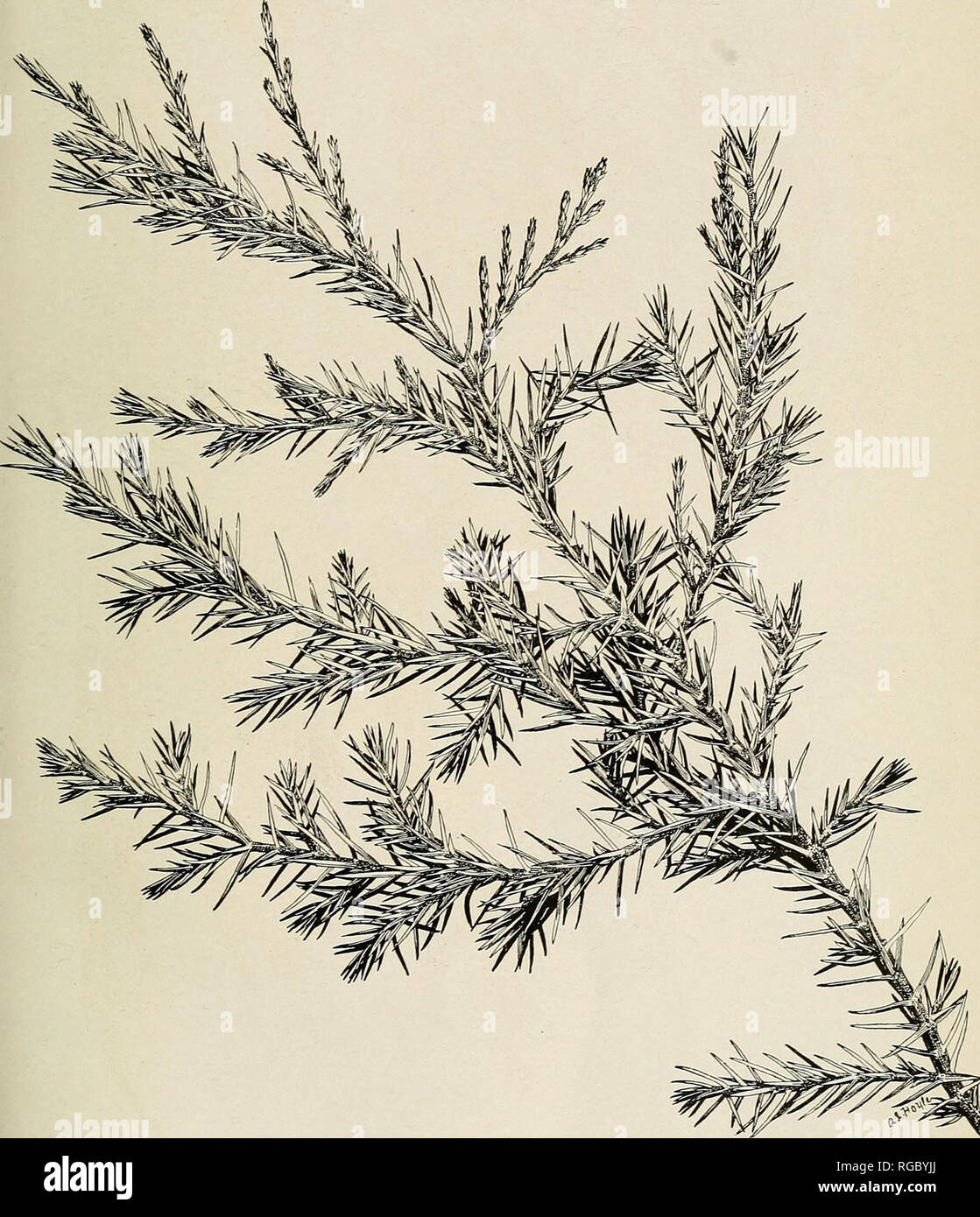 . Bulletin of the U.S. Department of Agriculture. Agriculture; Agriculture. Bui. 207, U. S. Dept. of Agriculture. Plate XXV.. JUNIPERUS FLACCIDA: PRIMARY FOLIAGE OF SEEDLING (ABOUT 6 YEARS OLD).. Please note that these images are extracted from scanned page images that may have been digitally enhanced for readability - coloration and appearance of these illustrations may not perfectly resemble the original work.. United States. Dept. of Agriculture. [Washington, D. C. ?] : The Dept. : Supt. of Docs. , G. P. O. Stock Photo