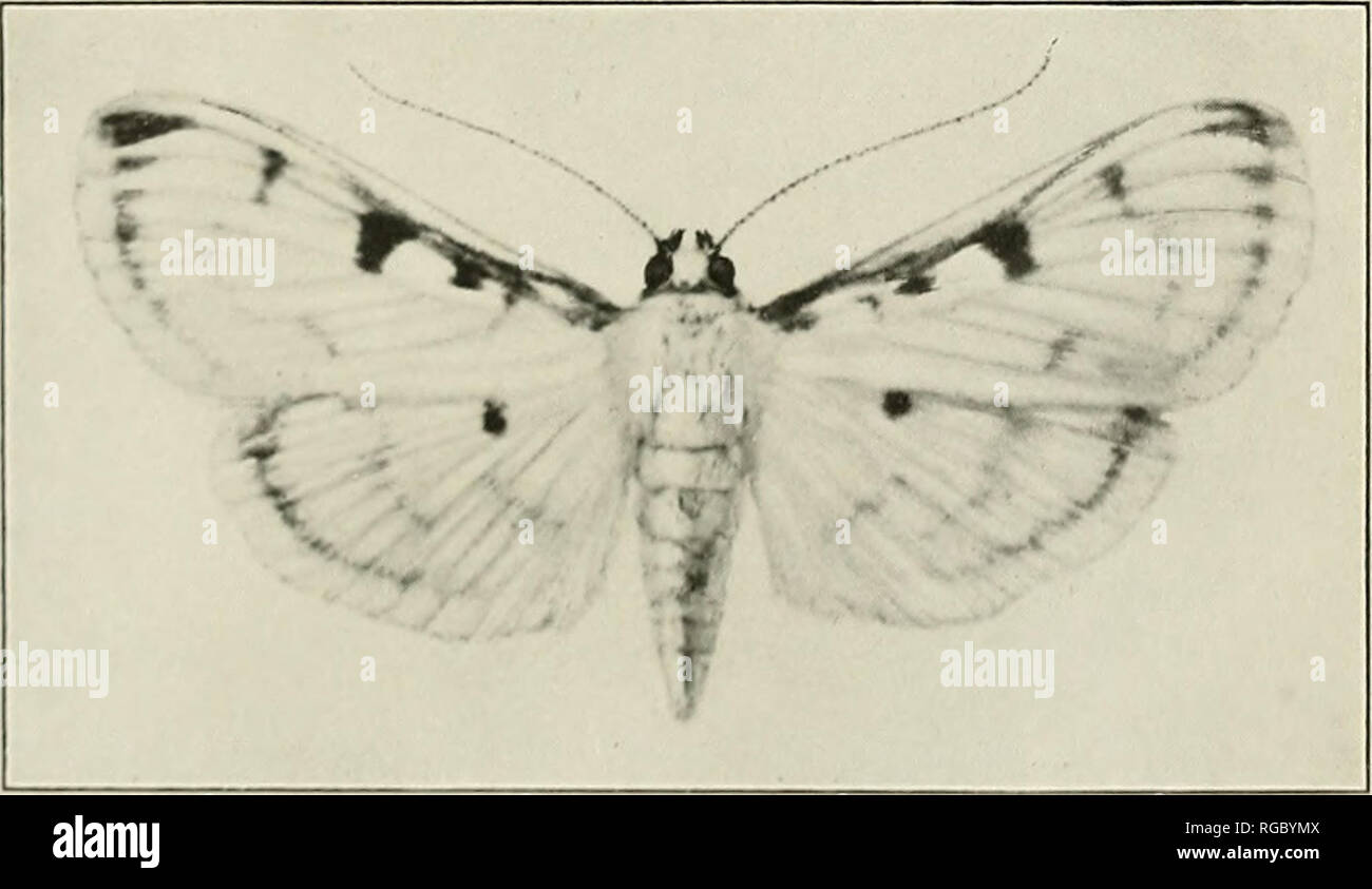 . Bulletin of the U.S. Department of Agriculture. Agriculture; Agriculture. Fig. 1.—Work of the Larva of Pachyzancla periusalis on solanum torvum. (original.). Fig. 2.-PILOCROCIS TRIPUNCTATA: MOTH. ENLARGED. (ORIGINAL.) LEPIDOPTERA INJURIOUS TO VEGETABLES IN PORTO RICO.. Please note that these images are extracted from scanned page images that may have been digitally enhanced for readability - coloration and appearance of these illustrations may not perfectly resemble the original work.. United States. Dept. of Agriculture. [Washington, D. C. ?] : The Dept. : Supt. of Docs. , G. P. O. Stock Photo