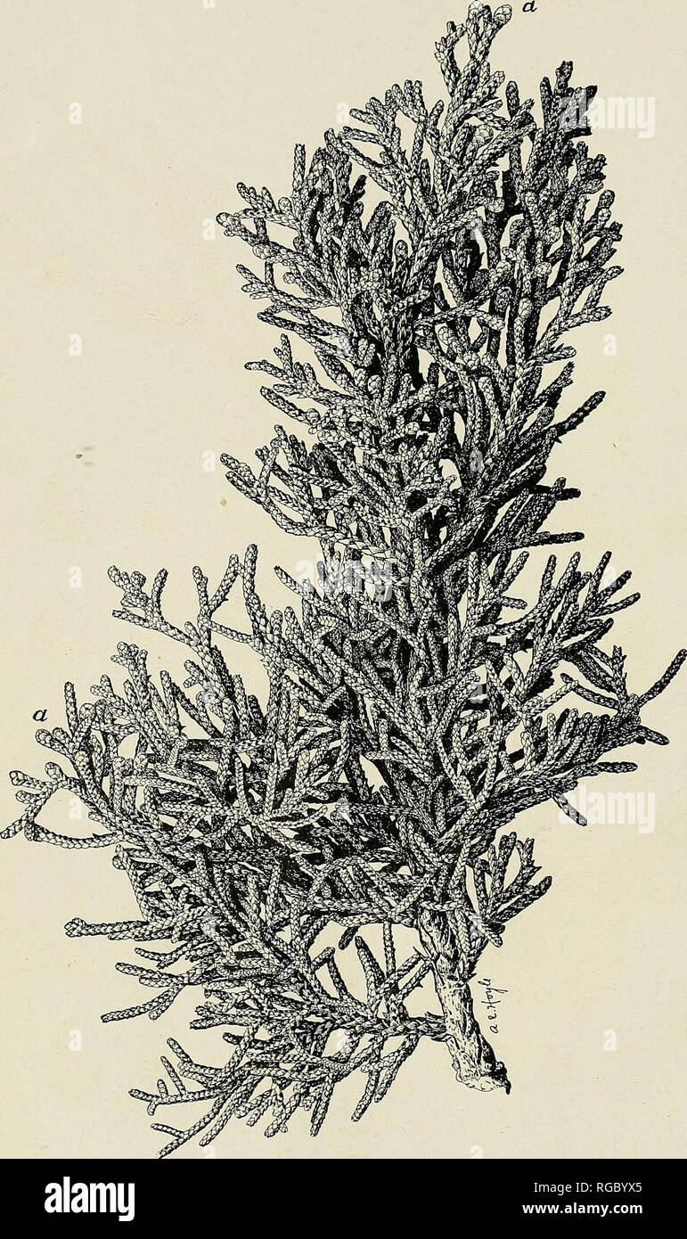 . Bulletin of the U.S. Department of Agriculture. Agriculture; Agriculture. Bui. 207, U. S. Dept. of Agriculture. Plate XII.. JUNIPERUS MONOSPERMA : BRANCH SHOWING (a) MALE FLOWER BUDS (IN AUTUMN).. Please note that these images are extracted from scanned page images that may have been digitally enhanced for readability - coloration and appearance of these illustrations may not perfectly resemble the original work.. United States. Dept. of Agriculture. [Washington, D. C. ?] : The Dept. : Supt. of Docs. , G. P. O. Stock Photo