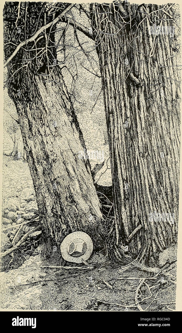 . Bulletin of the U.S. Department of Agriculture. Agriculture; Agriculture. Bui. 207, U. S. Dept. of Agriculture Plate II. â ttÂ£. . ::'%mml$ CUPRESSUS ARIZONICA (RIGHT) WITH CHARACTERISTIC FURROWED BARK, CUPRESSUS GLABRA (LEFT) WITH SMOOTH SCALY BARK.. Please note that these images are extracted from scanned page images that may have been digitally enhanced for readability - coloration and appearance of these illustrations may not perfectly resemble the original work.. United States. Dept. of Agriculture. [Washington, D. C. ?] : The Dept. : Supt. of Docs. , G. P. O. Stock Photo