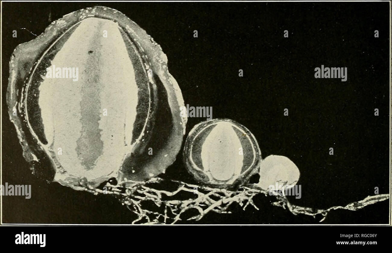 . Bulletin of the U.S. Department of Agriculture. Agriculture; Agriculture. Fig. 1.—Geaster radicans. Fig. 2.—Dictyophora ravenelii (Mature Specimen).. Fig. 3.—Eggs of Dictyophora ravenelii.. Please note that these images are extracted from scanned page images that may have been digitally enhanced for readability - coloration and appearance of these illustrations may not perfectly resemble the original work.. United States. Dept. of Agriculture. [Washington, D. C. ?] : The Dept. : Supt. of Docs. , G. P. O. Stock Photo
