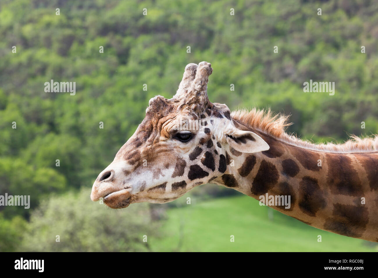 The profile of an adult giraffe against a spring background Stock Photo ...