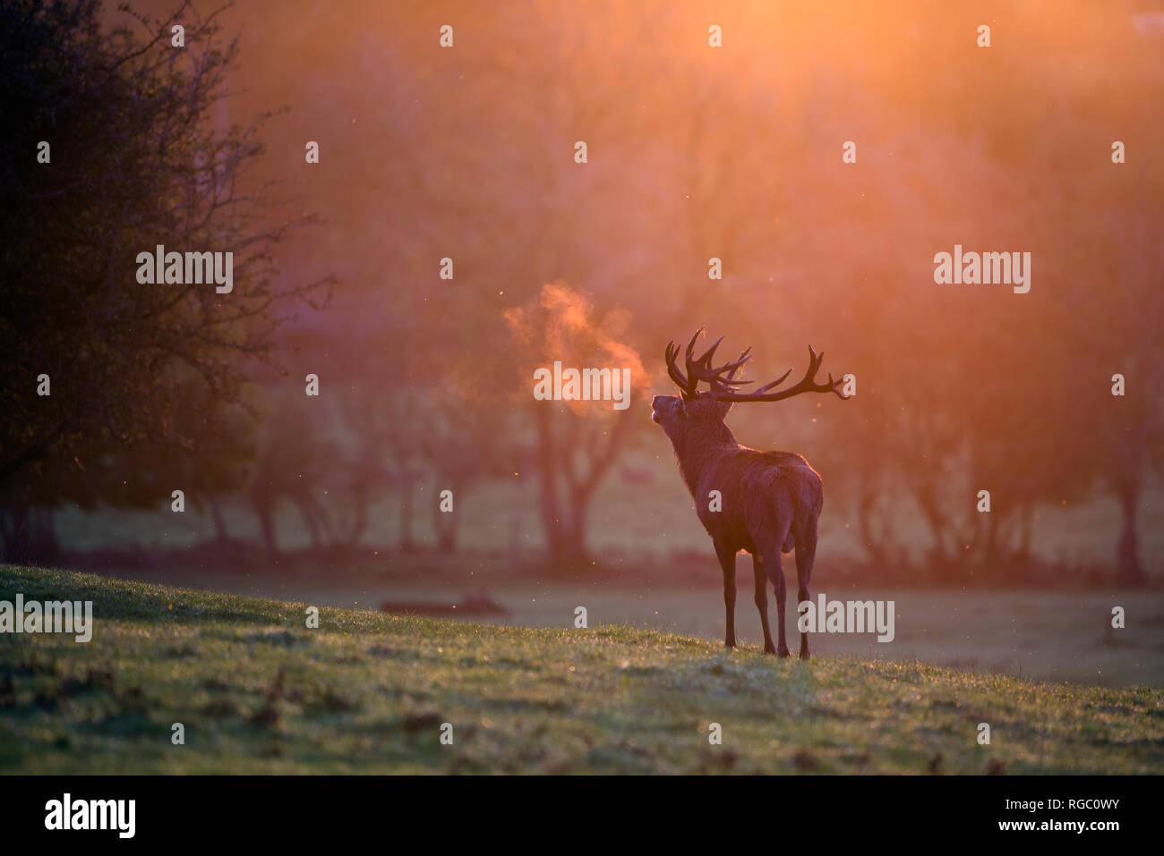England, Red deer rutting, Cervus elaphus Stock Photo