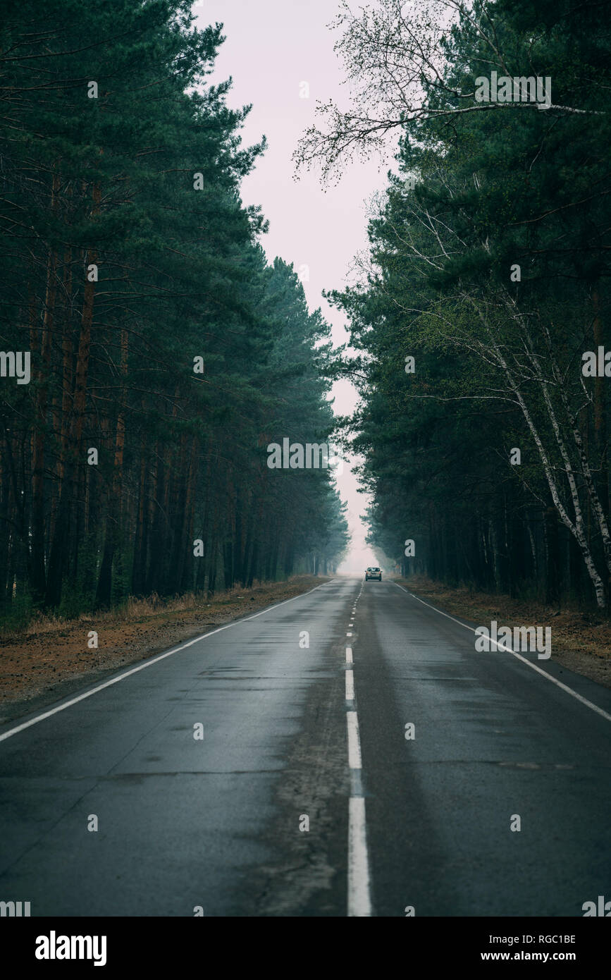 Back view of car driving on country road through pine forest Stock Photo