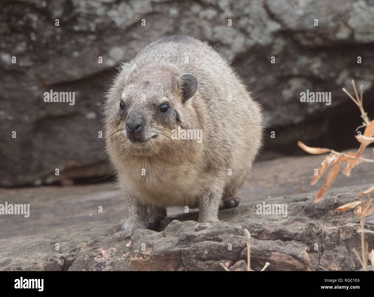 Hyrax (order Hyracoidea) Stock Photo