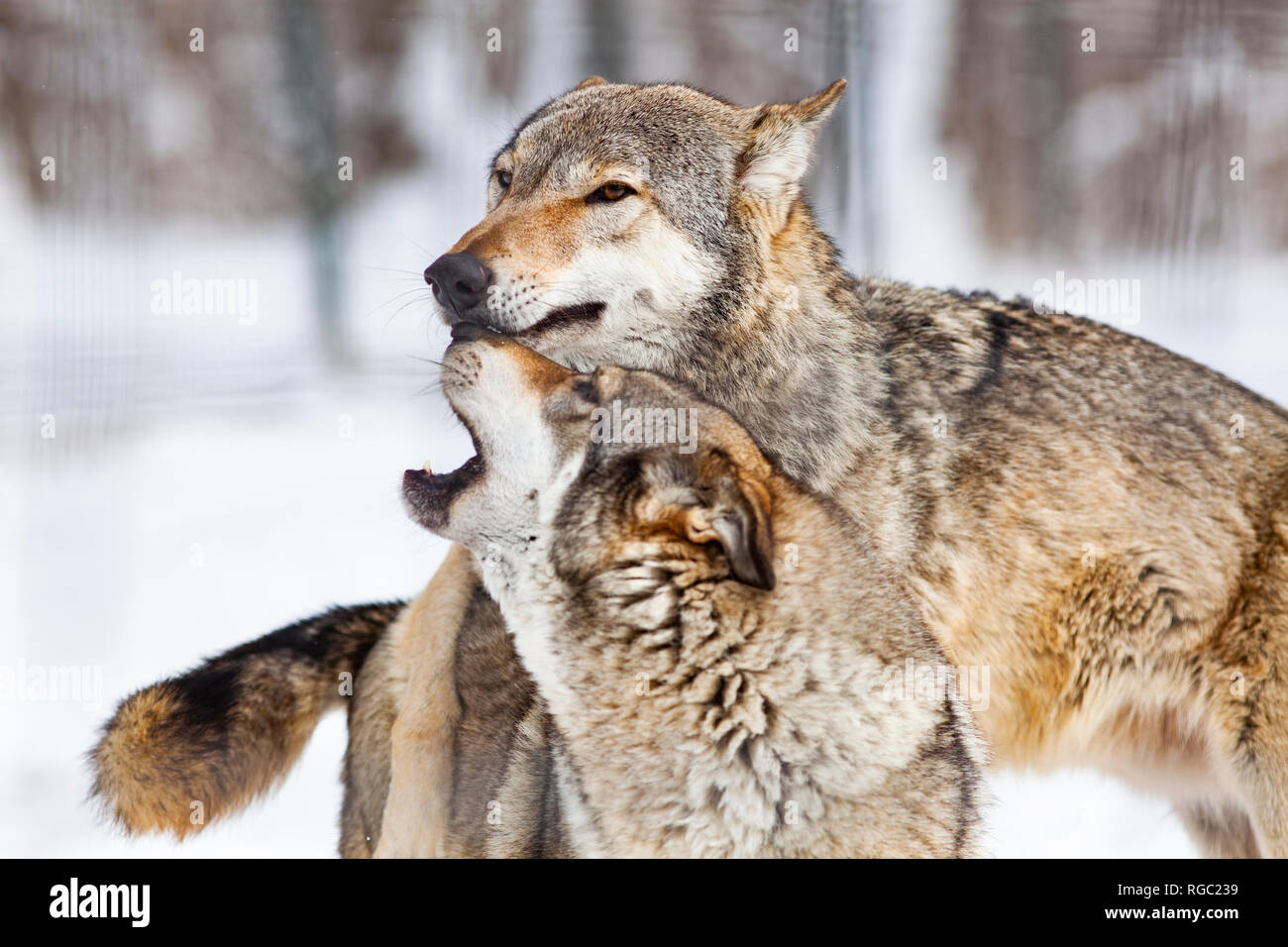 wolves playing in snow Stock Photo