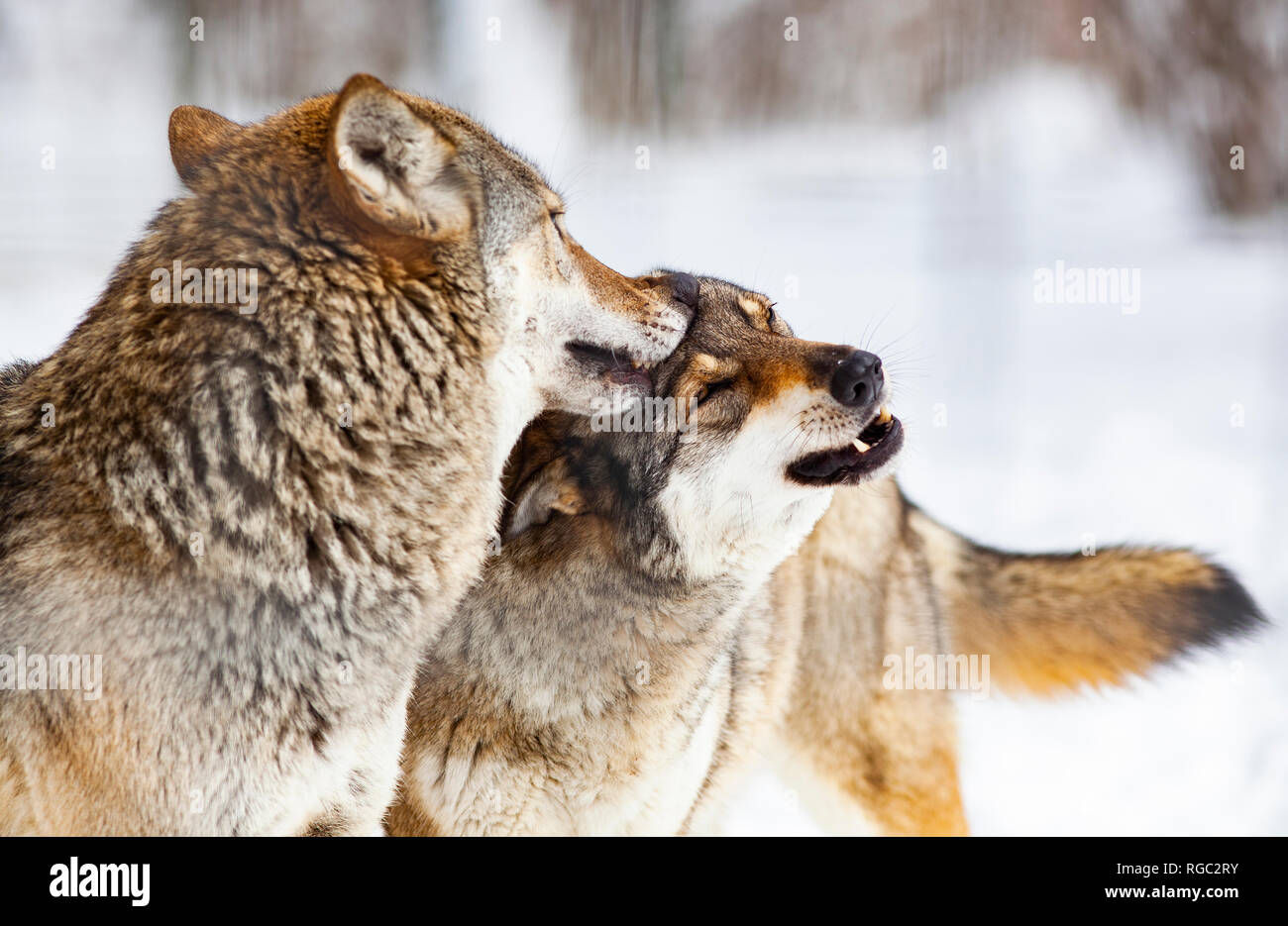 wolves playing in snow Stock Photo
