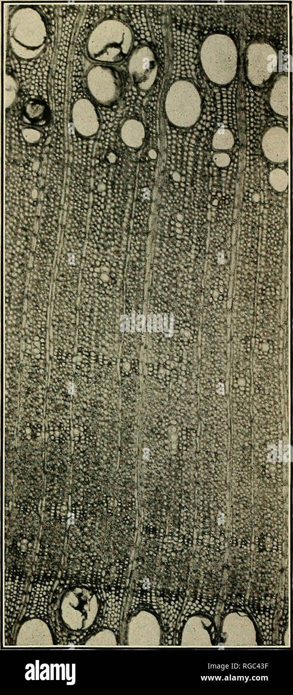 . Bulletin of the U.S. Department of Agriculture. Agriculture; Agriculture. Bui. 523, U. S. Dept. of Agriculture. Plate VI.. F-SWDS Fig. 1.—&quot;Water ash (F, caroliniana). F-9WDS Fig. 2.—Blue ash (F. quadrangulata). ^^^**B»«^M 1 t -^ ^^^^^ ^bmBIH^^^m S^v. -i-r^g^HmKftuj,^^**^°*&gt; Fig. 3.—Black ash (F. nigra). Transverse Sections of Ash Wood, Magnified 50 Diameters.. Please note that these images are extracted from scanned page images that may have been digitally enhanced for readability - coloration and appearance of these illustrations may not perfectly resemble the original work.. United Stock Photo