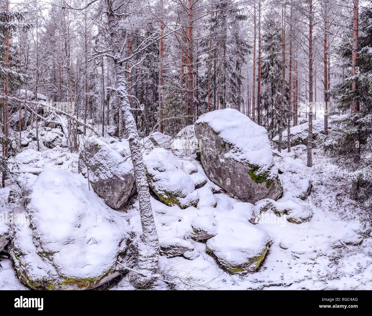 Winter in the forest Stock Photo - Alamy