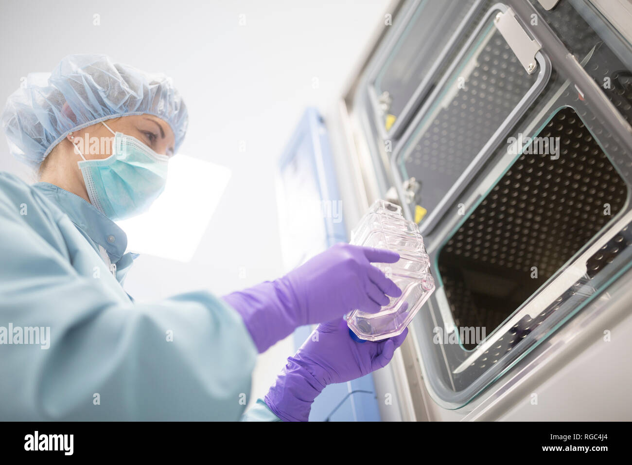 Cultivation of stems in cultivation containers in laboratory for drug production Stock Photo