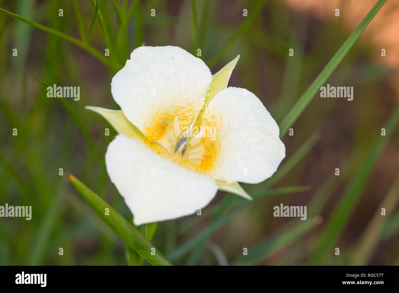 A single mariposa lily blossom, Calochortus apiculatus, growing in the grasslands of Waterton Lakes National Park, Alberta Canada. Stock Photo