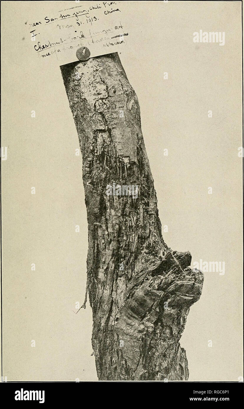 . Bulletin of the U.S. Department of Agriculture. Agriculture; Agriculture. Bui. 380, U. S. Dept. of Agriculture. Plate XXII.. An Old Canker Caused by Endothia parasitica on a Branch of Castanea mollissima. Collected by Frank N. Meyer, May 31,1913, near Santunying, Chihli Province, China.. Please note that these images are extracted from scanned page images that may have been digitally enhanced for readability - coloration and appearance of these illustrations may not perfectly resemble the original work.. United States. Dept. of Agriculture. [Washington, D. C. ?] : The Dept. : Supt. of Docs.  Stock Photo