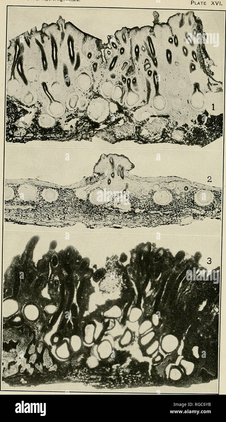 . Bulletin of the U.S. Department of Agriculture. Agriculture; Agriculture. Plate XVI.. ENDOTHIA PARASITICA AND E. FLUENS. VERTICAL SECTIONS OF STROMATA. X 20. Fig. 1.-E. parasitica. Showing Perithecia Arranged in Several Irregular Layers. Fig. 2.-E. parasitica, Showing Perithecia Arranged in a Single LAYER. Fig. 3.-E. FLUENS, FROM ITALY, SHOWING PERITHECIA ARRANGED IN Spvpp., â w.oc. Please note that these images are extracted from scanned page images that may have been digitally enhanced for readability - coloration and appearance of these illustrations may not perfectly resemble the origina Stock Photo