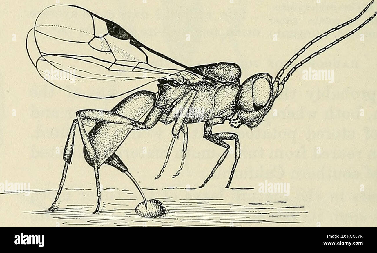 . Bulletin of the U.S. Department of Agriculture. Agriculture; Agriculture. Fig. 29.— Chelonus shoshoneanorum: Adult female. Much enlarged. (Original.) explains its comparative immunity from the secondary parasite Dibrachys houcheanus. The adult feeds quite often at the oviposition wounds of its host. The adults are very hardy and the female is long Hved, One female lived from July 19 to September 21, 1914, a period of 64 days, and in this time 291 adults were reared from this one specimen. When the. Fig. 30.— Chelonous shoshoneanorum: Female ovipositing in egg of tuber moth. Much enlarged. (O Stock Photo