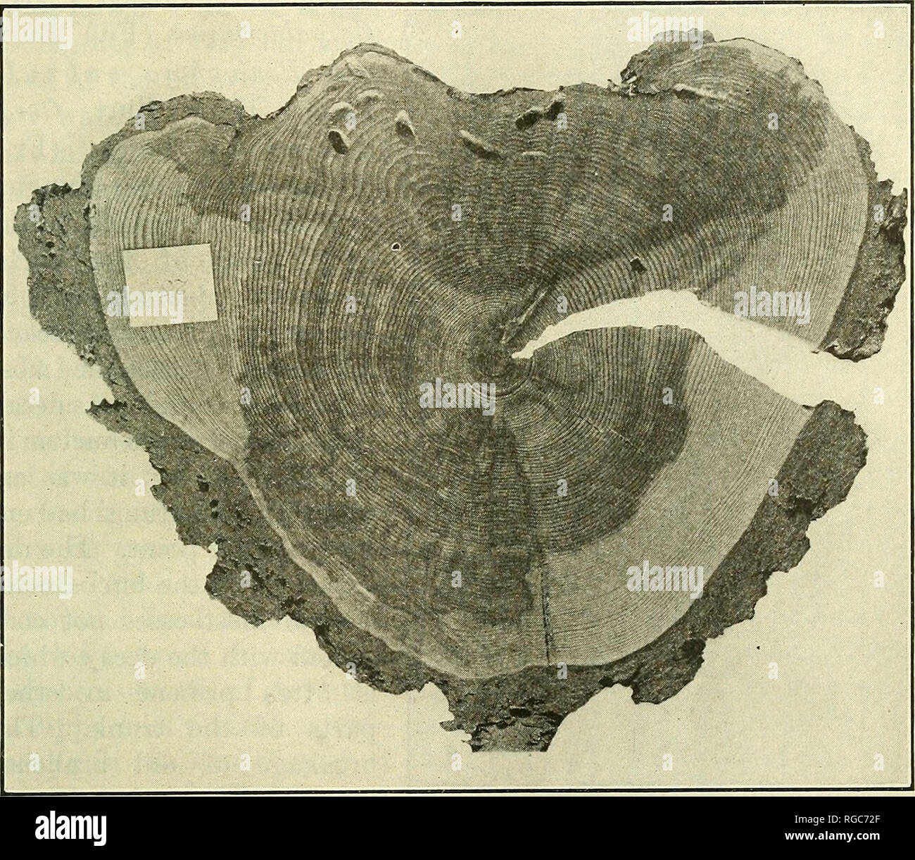 Burl Insect . Bulletin of the U.S. Department of Agriculture. Agriculture ...