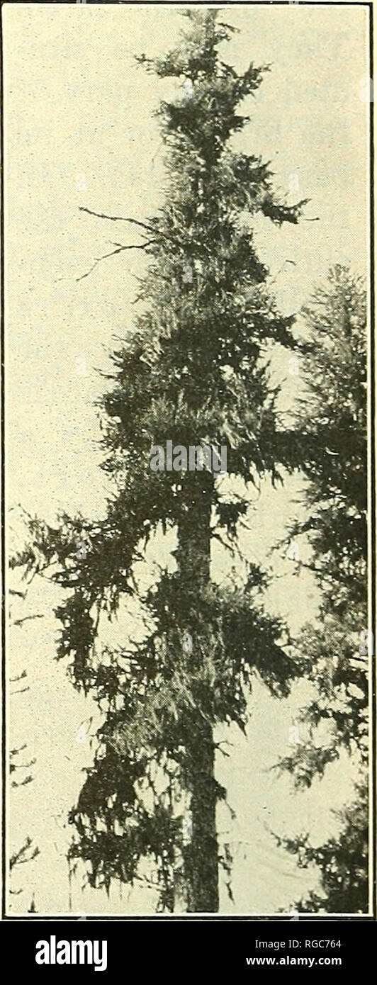 . Bulletin of the U.S. Department of Agriculture. Agriculture; Agriculture. Fig. 13.—Typical broom of tbe weeping-willow type on Doug- las fir caused by Razoumofskya douglasii. Note the long, flowing branches. Sometimes these branches are 8 to 10 feet long. without any particular hypertrophj^ of the branch as a whole. This condition is more apt to occur in dense stands. Observations by the writer on Picea engelmanni^ P. mariana^ Abies grandis^ A. lasiocarpa., A. concolor^ A. Tnagnifica, Tsuga hetero])hylla^ T. Tnerten- siana, Pinus monticola, P. alhicaulis, P. flexi- lis, P. attenuata, and oth Stock Photo