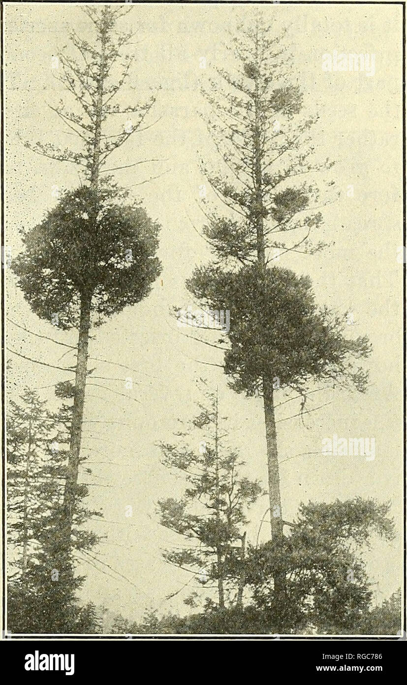 . Bulletin of the U.S. Department of Agriculture. Agriculture; Agriculture. MISTLETOE INJUEY TO CONIFERS, 11 able trees. Considering the severity of the infection, they could not be expected to attain near the size of their parents shown in Plate III, figure 1, and from which they received the mistletoe. Of the 245 infected seedlings, 49 were dead. An examination of the root system of each seedling showed it to be well developed. In the absence of any other deteriorating influence except an occa- sional needle infested by Chionaspis pinifolia Fitch, the death of these seedlings must be ascribe Stock Photo