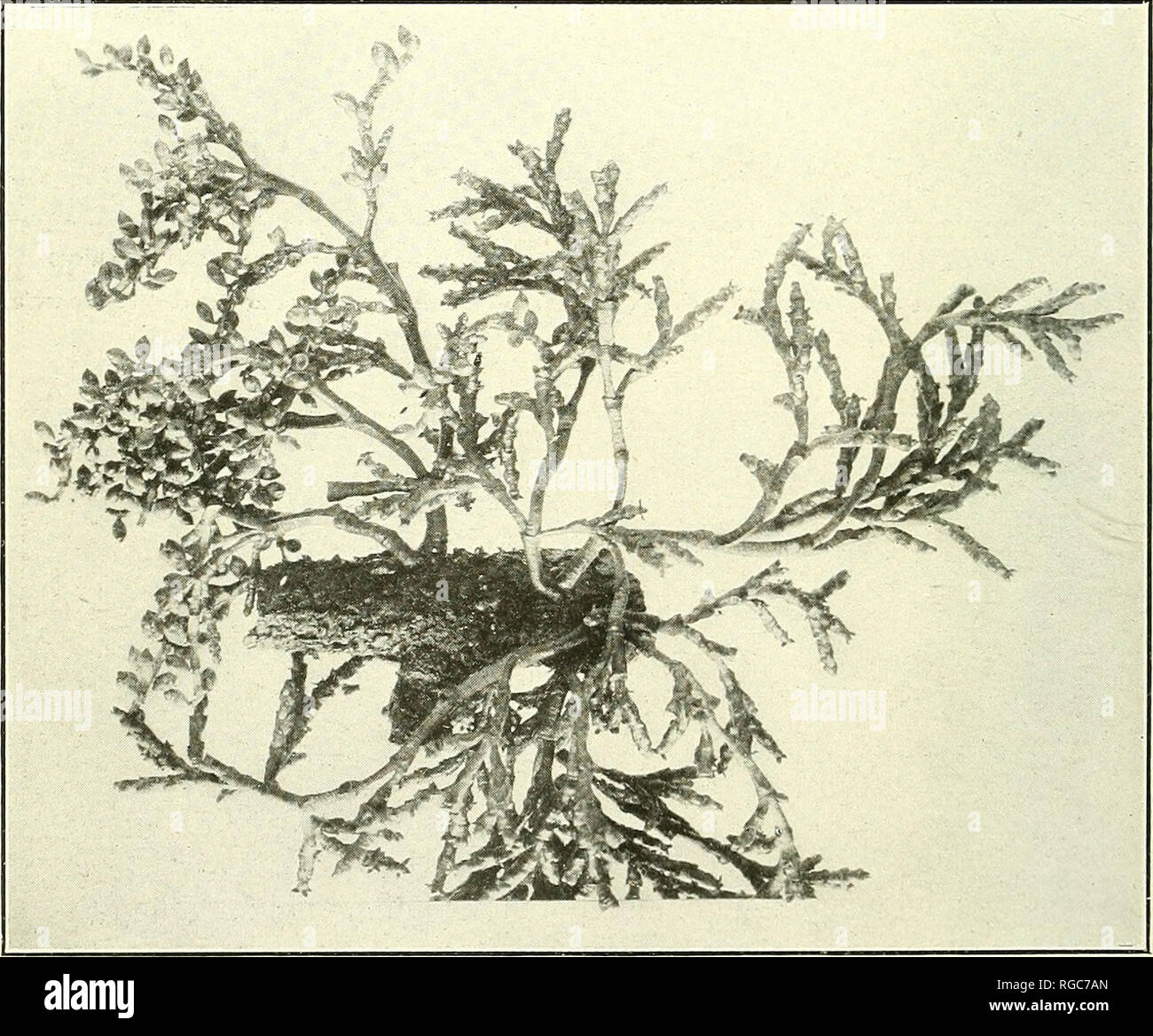 . Bulletin of the U.S. Department of Agriculture. Agriculture; Agriculture. Fig. 1.—Razoumofskya douqlasii on Pseudotsuga taxifolia. Staminate plants, slightly less than natural &amp;ize.. Fig. 2.—Razoumofskya campylopoda on Pinus ponderosa. The staminate and pistillate plants are growing close together on the same branch, a very common condition for all species, but not generally known.. Please note that these images are extracted from scanned page images that may have been digitally enhanced for readability - coloration and appearance of these illustrations may not perfectly resemble the ori Stock Photo