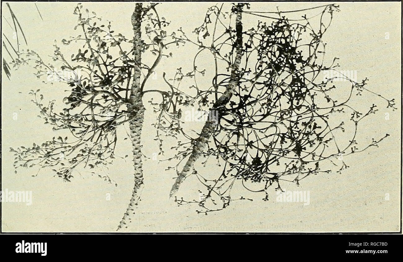 . Bulletin of the U.S. Department of Agriculture. Agriculture; Agriculture. Fig. 1.—Branch of Larix occidentalis Infected with Razoumofskya laricis. The staminate and pistillate plants are ia close juxtaposition, the former at the end of the twig.. Fig. 2.—Razoumofskya Americana on Pinus contorta. Staminate and pistillate plants; long trailing form.. Please note that these images are extracted from scanned page images that may have been digitally enhanced for readability - coloration and appearance of these illustrations may not perfectly resemble the original work.. United States. Dept. of Ag Stock Photo
