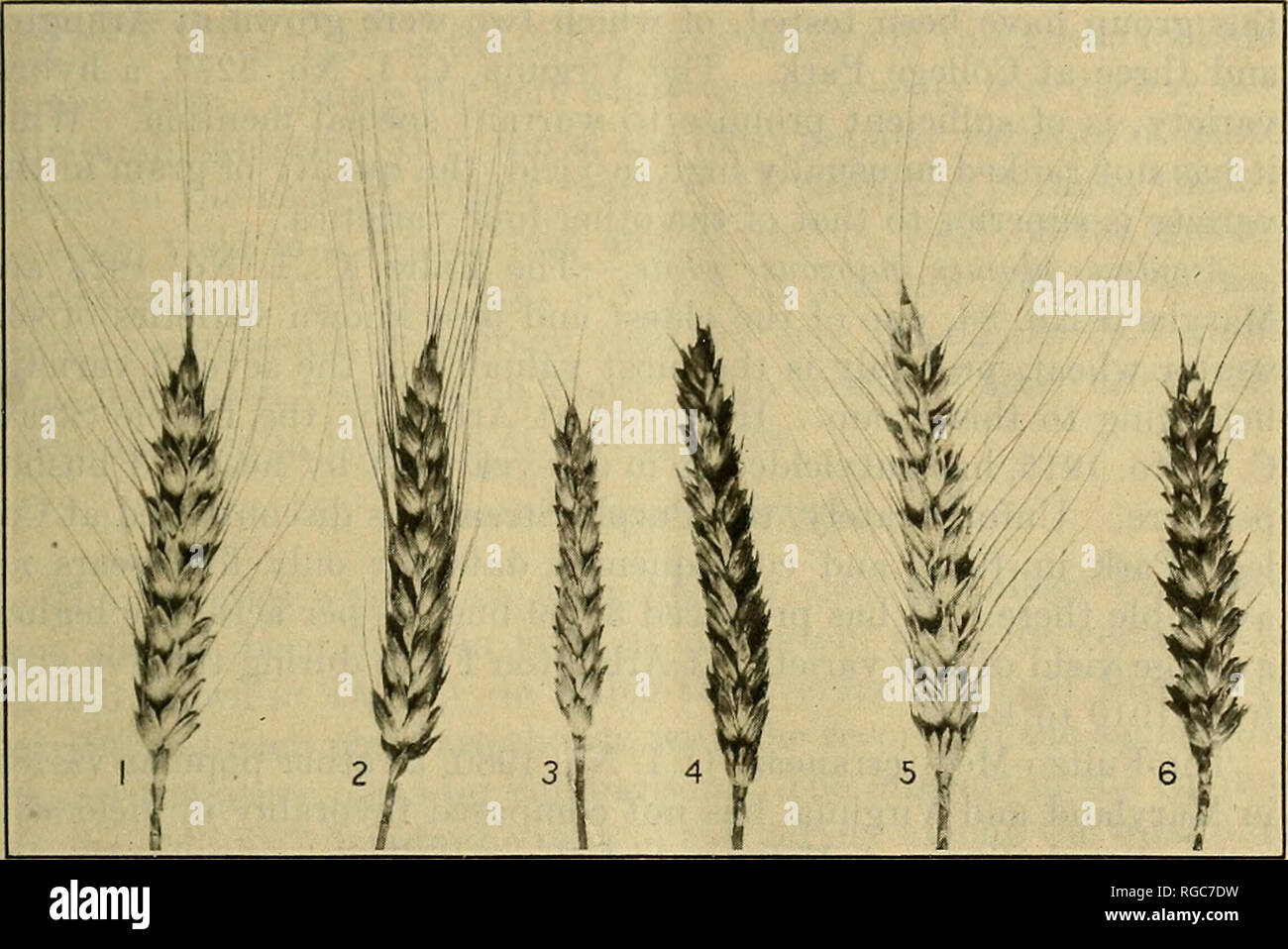 . Bulletin of the U.S. Department of Agriculture. Agriculture; Agriculture. CEREAL EXPERIMENTS IX MARYLAND AND VIRGINIA. 19 The wheals of this group are not adapted to ihe more humid areas of the United States. SOFT BED WINTER. Awned, glumes glabrous, white. -In order of yield, the leading varieties of this group that have been tested are the Lancaster, C. I. No. 1945; Mammoth Red, C. I. No. 2008; Dietz (Dietz Longberry), C. I. No. 1981; Bearded Purple Straw, C. I. No. 1911; and Stoner or &quot;Miracle,&quot; C. I. No. 2980 and Maryland No. 358. These varieties are all quite similar (fig. 2).  Stock Photo