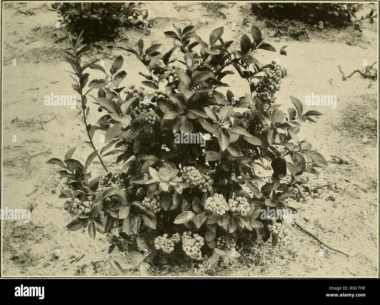. Bulletin of the U.S. Department of Agriculture. Agriculture; Agriculture. Bui. 334, U. S. Dept of Agriculture. Plate XV.. Fiq. 1 .—Three-Year-Old Blueberry Plant in Commercial Bearing. This plant is a hybrid between two selected wild stocks, from Greenfield, N. H., and Brown Mills, N. J. They were hybridized in the greenhouses at Washington in the summer of 1912, and the hybrid seeds were sown September 9. The young plants were carried over winter in the greenhouse, and early in September, 1913, they were sent to Whitesbog, N. J., and set out in a trial field plantation. The photograph was t Stock Photo