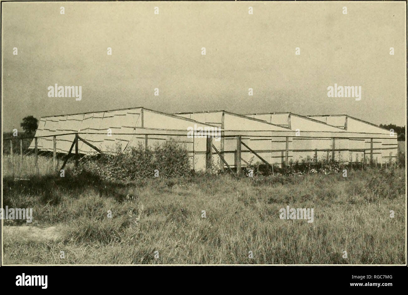 . Bulletin of the U.S. Department of Agriculture. Agriculture; Agriculture. Bui. 334, U. S. Dept. of Ar;ricultur Plate VII.. Fig. 1.—Blueberry Propagation Shelter at Whitesbog, N. J. The illustration shows the north and west sides of the shelter and the fence surrounding it. The shelter covers four rows of frames, which face south. Each of the four sections is 9 feet high and 10 feet 10 inches from front to back.. Please note that these images are extracted from scanned page images that may have been digitally enhanced for readability - coloration and appearance of these illustrations may not  Stock Photo