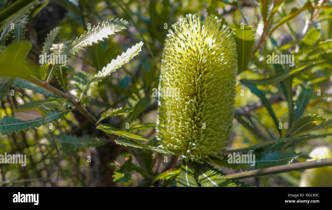 close up of a banksia integrifolia flower growing in nsw Stock Photo
