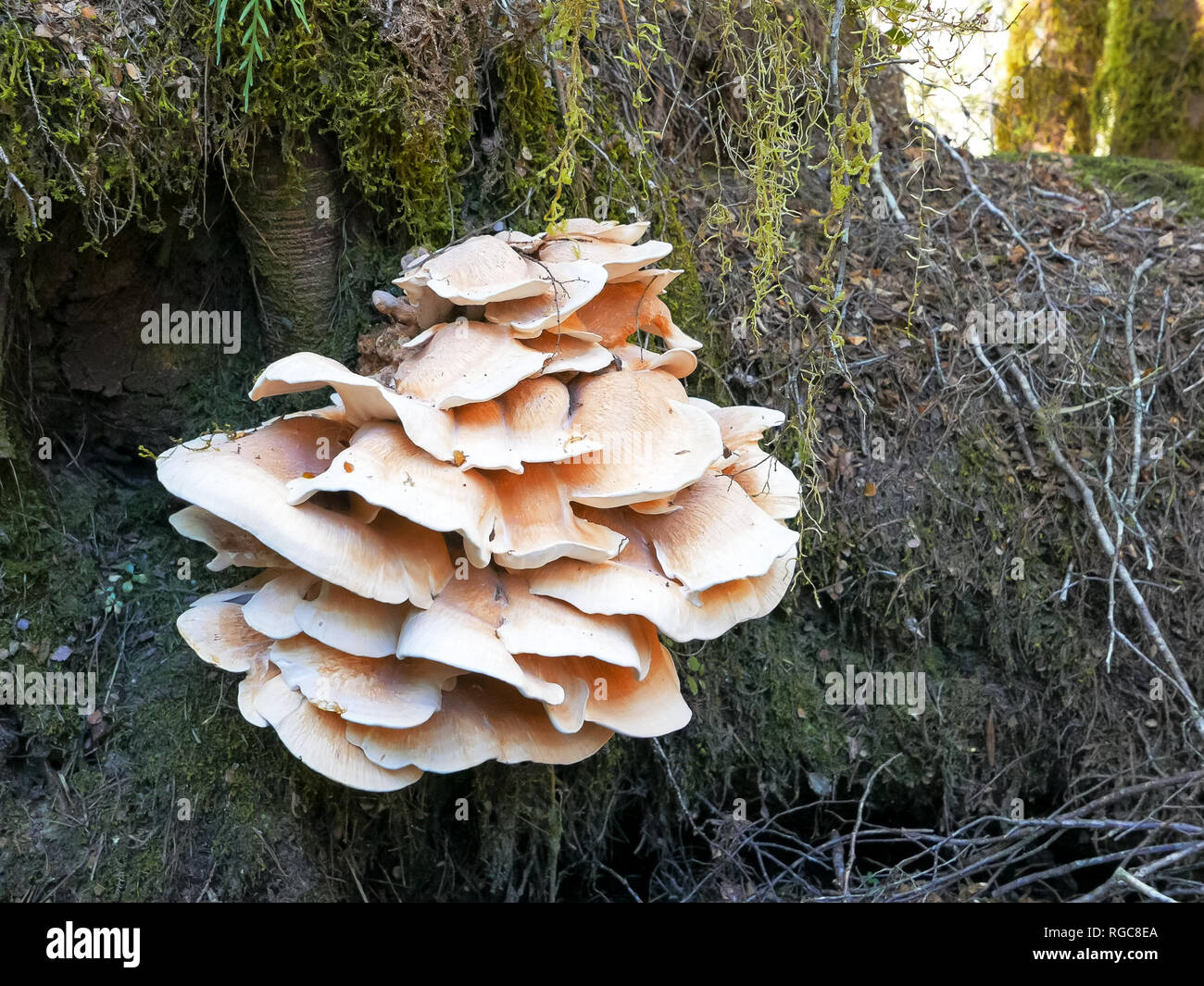 close up of an unusual large fungi growing on a tree trunk in a rain forest in new zealand Stock Photo