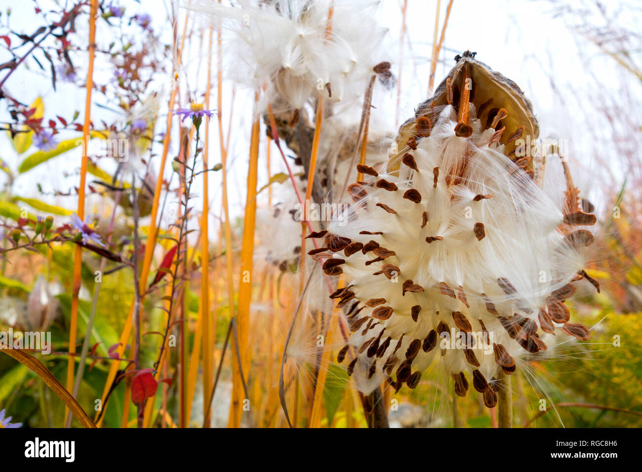 Germany, Showy Milkweed in botanical garden in autumn Stock Photo
