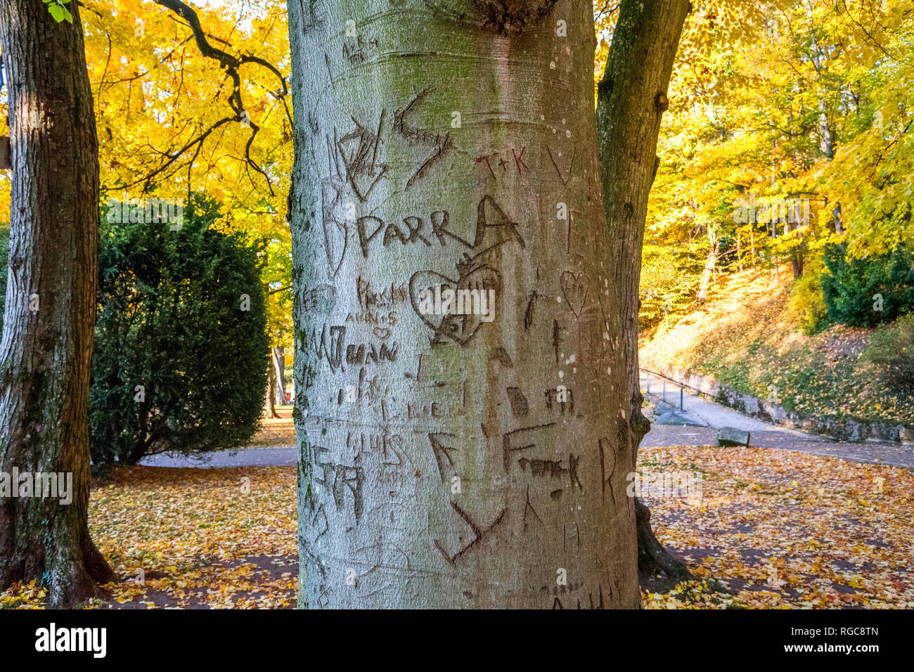 Germany, Baden-Wuerttemberg, Heidelberg,  Names and hearts scarified in tree trunks Stock Photo