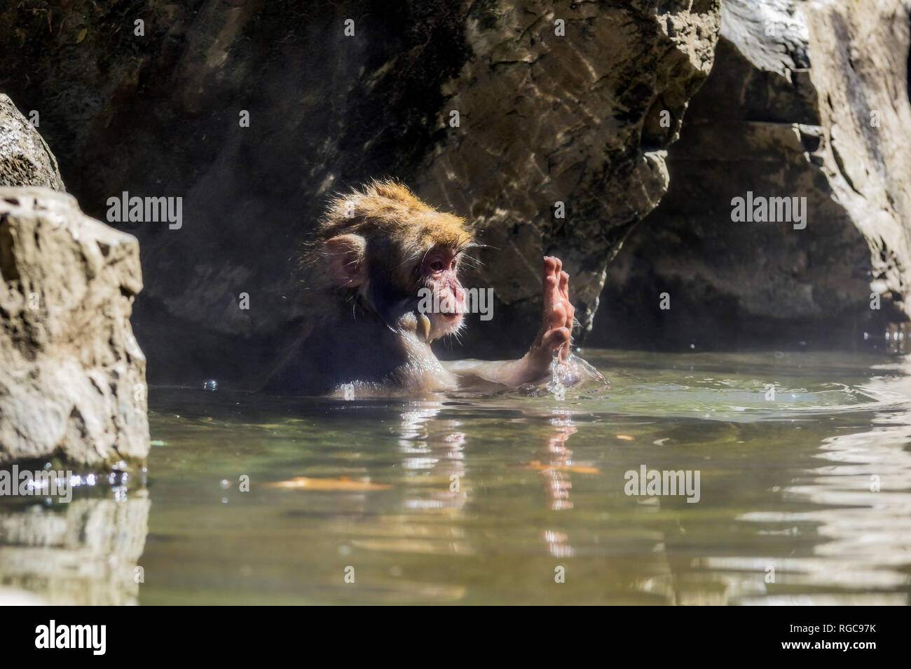 Japan, Red-faced makak, young animal in water Stock Photo