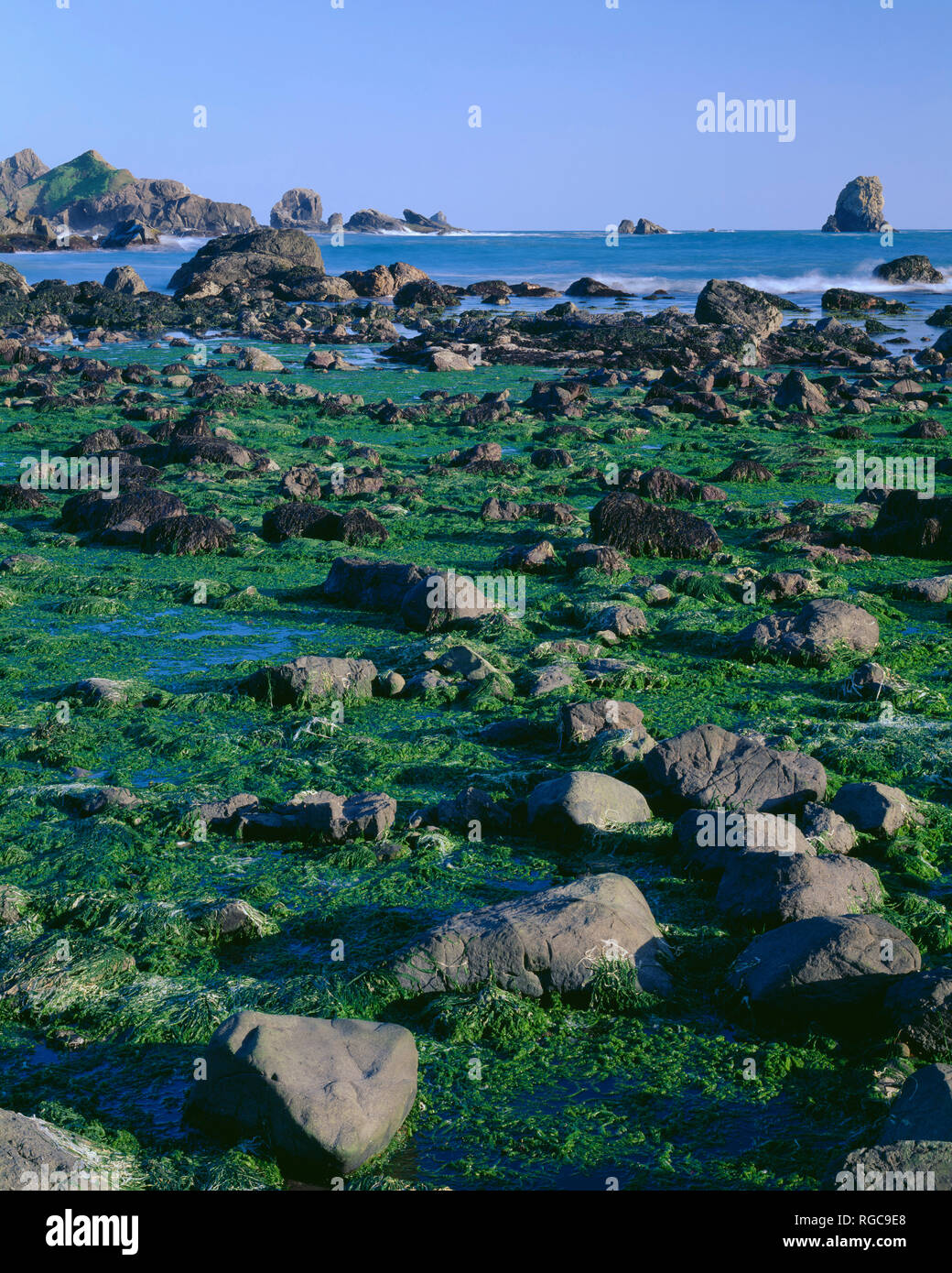 Lone Ranch Beach USA, Oregon, Samuel Boardman State Park, Extensive intertidal area is ...