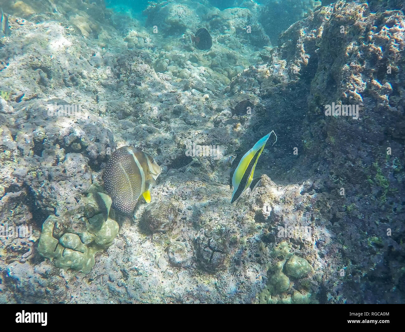 a moorish idol and other reef fish swim at hanauma bay, hawaii Stock Photo