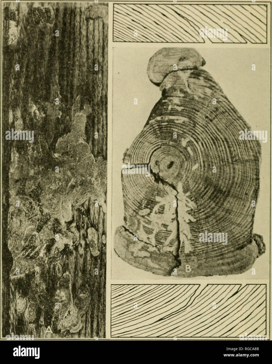 Bulletin Of The U S Department Of Agriculture Agriculture Agriculture Fig 24 A Grub Holes Made By I Flat Beaded Borer Buprestts Oprtaanti In The Pitchy Quot Fatwood Quot Of The Basal Log Of Long Leaf