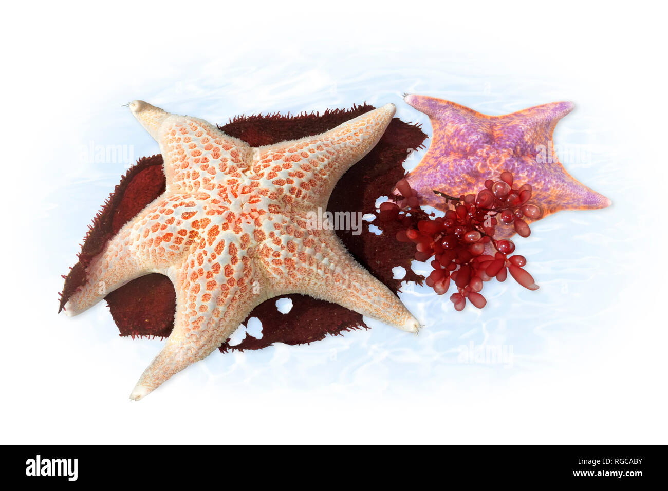 Leather star and bat star on turkish towel kelp Stock Photo