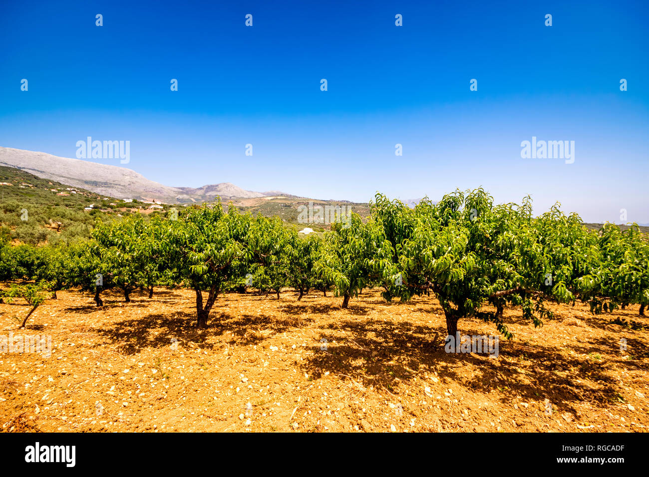 Spain, Andalucía, Málaga, Mondrón, Peach (Prunus persica) Trees in orchard Stock Photo