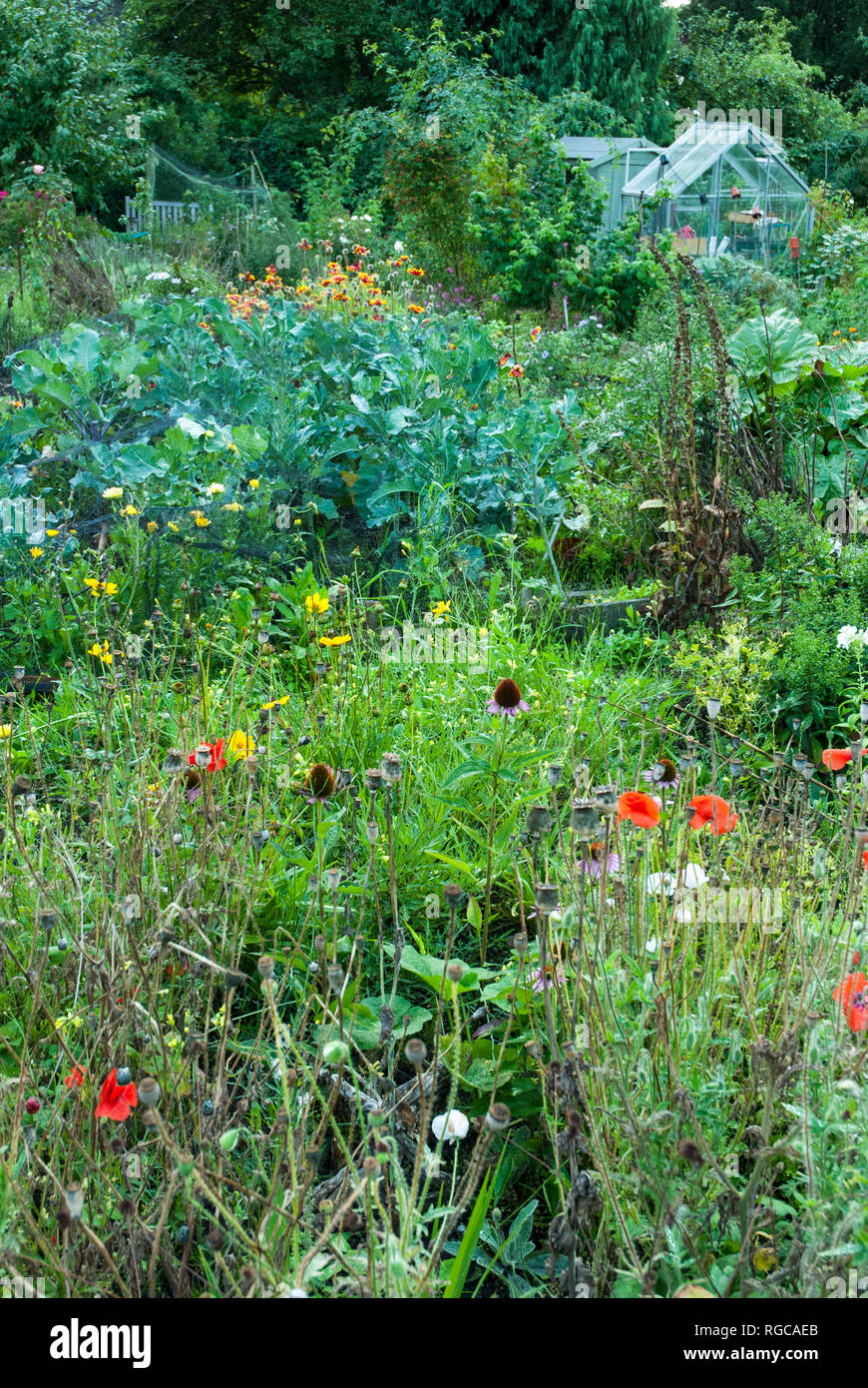 An allotment/ potager in summer sunshine with a mixture of vegetable crops and flowers. Stock Photo
