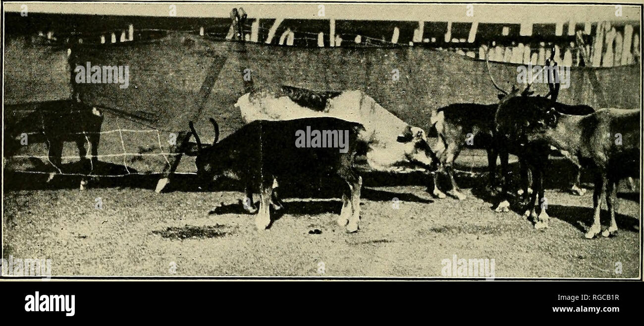 Castrated bull hi-res stock photography and images - Alamy