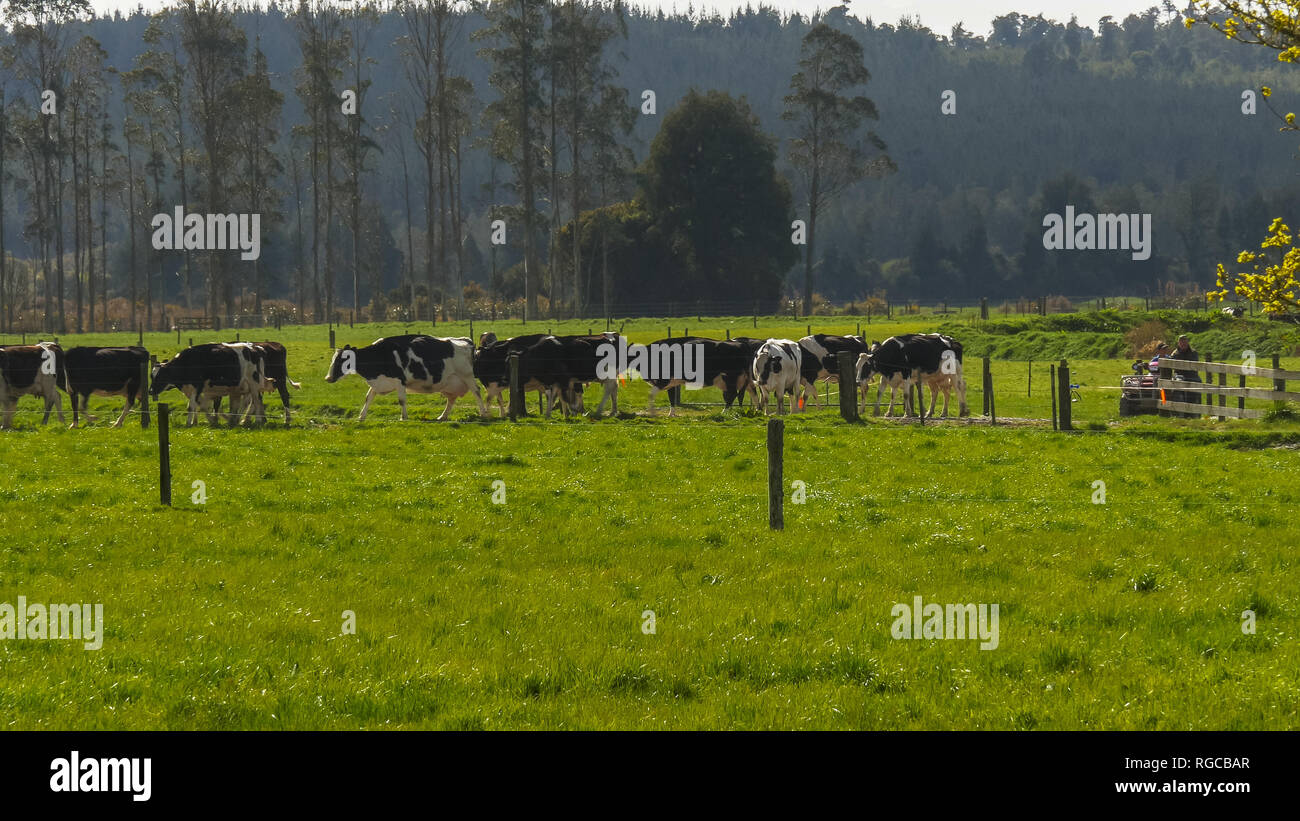 Dairy farming new zealand hires stock photography and images Alamy